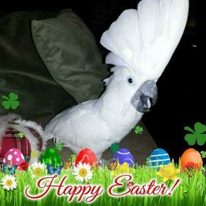 Meet your Posher, Toni